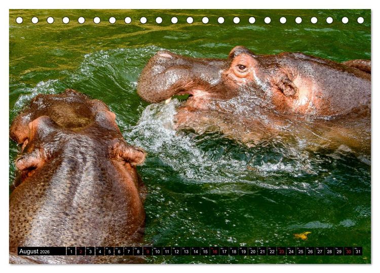 Produktbild: Afrika - Welt der Tiere (Tischkalender 2026 DIN A5 quer), CALVENDO Monatskalender