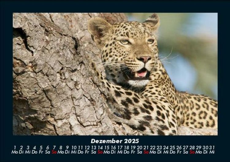 Produktbild: Tiere in der Wildnis 2025 Fotokalender DIN A5