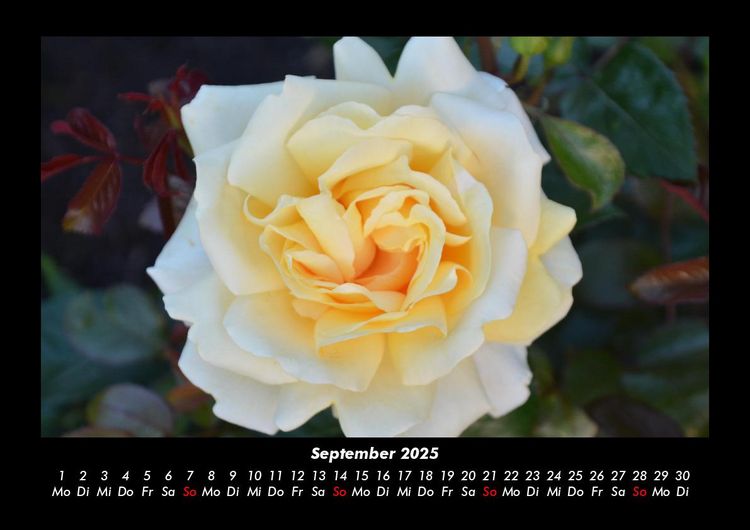 Produktbild: Rosentraum 2025 Fotokalender DIN A3