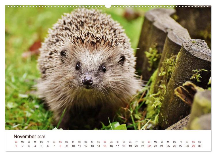 Produktbild: Igel 2026. Tierische Impressionen (hochwertiger Premium Wandkalender 2026 DIN A2 quer), Kunstdruck in Hochglanz