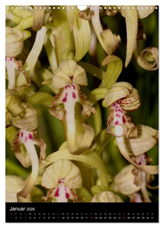 Produktbild: Wildwachsende Orchideen in Deutschland (Wandkalender 2026 DIN A3 hoch), CALVENDO Monatskalender