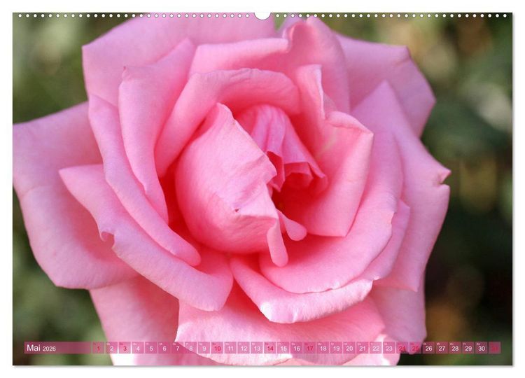 Produktbild: Romantische Rosentr&auml;ume (hochwertiger Premium Wandkalender 2026 DIN A2 quer), Kunstdruck in Hochglanz