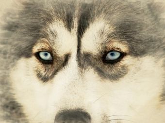 Produktbild: CALVENDO Puzzle Schlittenhunde | 1000 Teile Lege-Gr&ouml;&szlig;e 64x48cm Foto-Puzzle f&uuml;r gl&uuml;ckliche Stunden