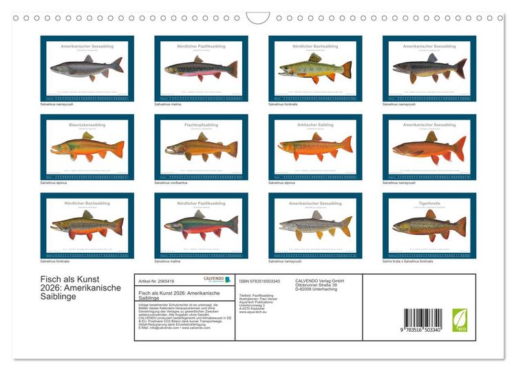 Produktbild: Fisch als Kunst 2026: Amerikanische Saiblinge (Wandkalender 2026 DIN A3 quer), CALVENDO Monatskalender