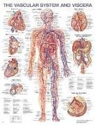 Produktbild: The Vascular System and Viscera Anatomical Chart