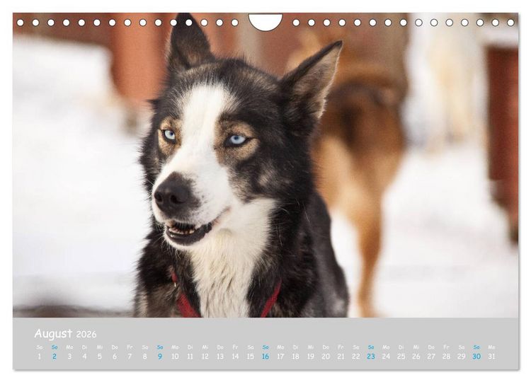 Produktbild: Alaskan Huskies (Wandkalender 2026 DIN A4 quer), CALVENDO Monatskalender