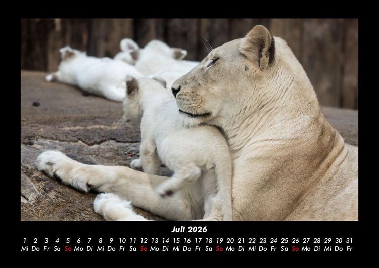 Produktbild: Welt der Tiere 2026 Fotokalender DIN A3