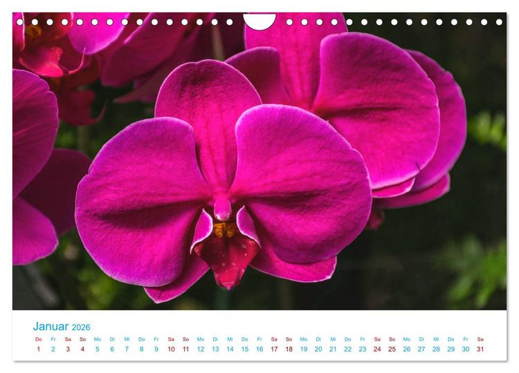 Produktbild: Die K&ouml;nigin der Blumenwelt, die Orchidee (Wandkalender 2026 DIN A4 quer), CALVENDO Monatskalender