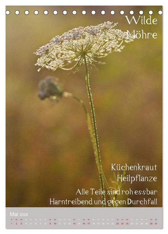 Produktbild: Unkr&auml;uter - N&uuml;tzliche Wildpflanzen auf der Wiese (Tischkalender 2026 DIN A5 hoch), CALVENDO Monatskalender