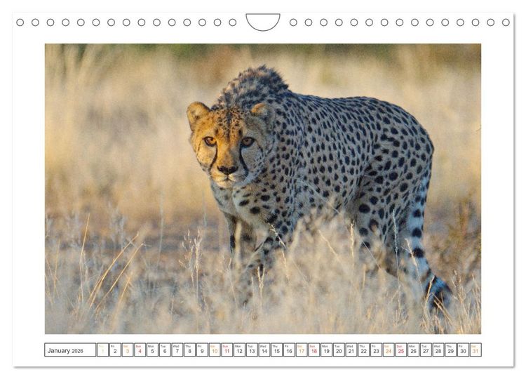 Produktbild: African Big Cats (Wall Calendar 2026 DIN A4 landscape), CALVENDO 12 Month Wall Calendar