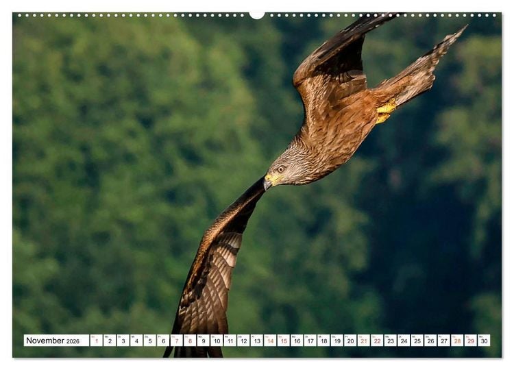 Produktbild: Heimische GREIFV&Ouml;GEL Adler Milan Bussard Weihe Sperber (Wandkalender 2026 DIN A2 quer), CALVENDO Monatskalender