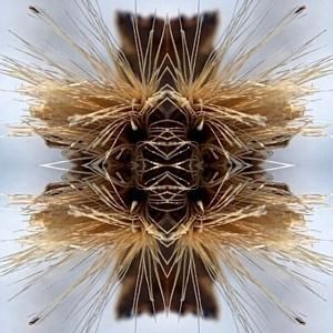 Produktbild: Sutra