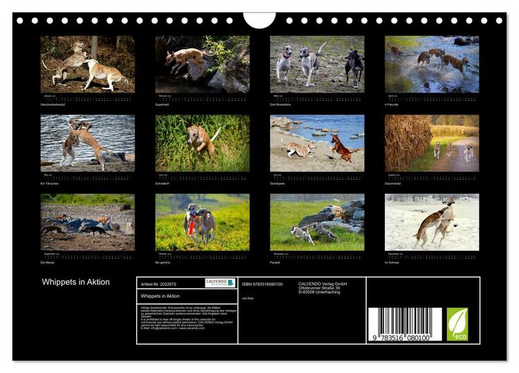 Produktbild: Whippets in Aktion (Wandkalender 2026 DIN A4 quer), CALVENDO Monatskalender
