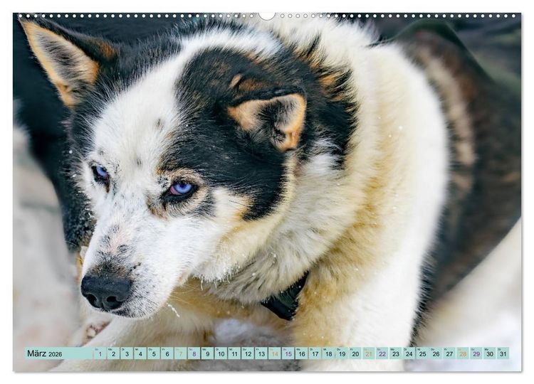 Produktbild: Huskies - Tolle Gef&auml;hrten (Wandkalender 2026 DIN A2 quer), CALVENDO Monatskalender