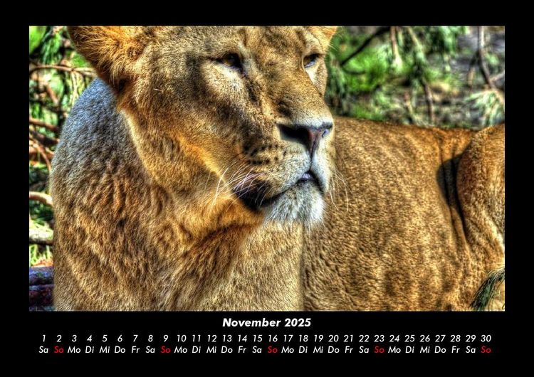 Produktbild: L&ouml;wen in der Wildnis 2025 Fotokalender DIN A3
