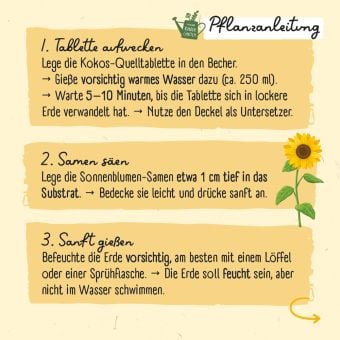 Produktbild: Meine erste Sonnenblume