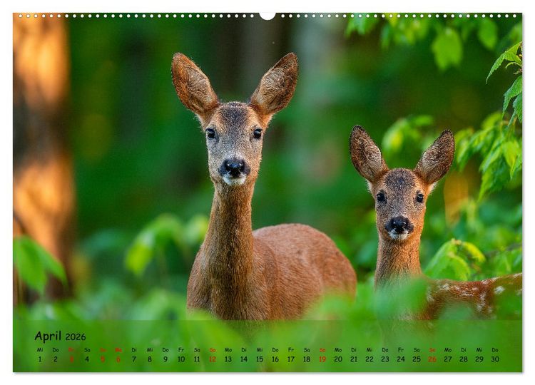 Produktbild: Jagd und Natur - Kalender f&uuml;r J&auml;ger mit Wildtieren Deutschlands im Jahreslauf (hochwertiger Premium Wandkalender 2026 DIN A2 quer), Kunstdruck in Hochglanz
