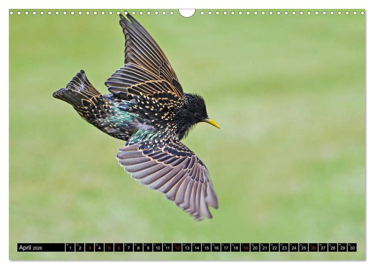Produktbild: Der Star (Wandkalender 2026 DIN A3 quer), CALVENDO Monatskalender