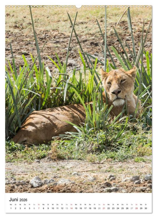 Produktbild: Serengeti Pur - Tansania (Wandkalender 2026 DIN A2 hoch), CALVENDO Monatskalender