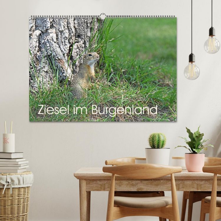 Produktbild: Ziesel im Burgenland (Wandkalender 2026 DIN A2 quer), CALVENDO Monatskalender