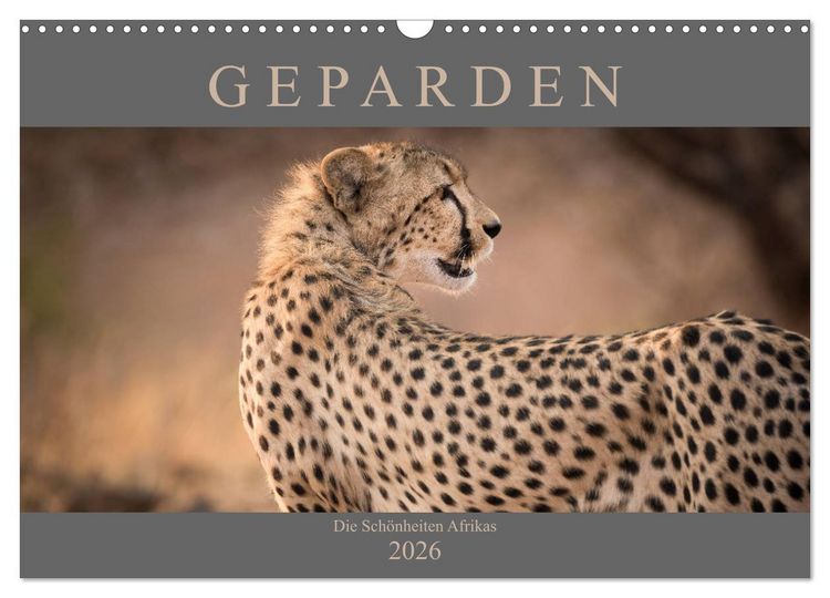 Produktbild: Geparden - Die Sch&ouml;nheiten Afrikas (Wandkalender 2026 DIN A3 quer), CALVENDO Monatskalender