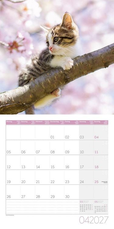 Produktbild: Katzen Kalender 2027 - 30x30 - Art12