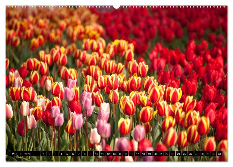 Produktbild: Tulpen (Wandkalender 2026 DIN A2 quer), CALVENDO Monatskalender