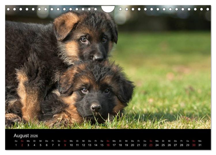 Produktbild: Deutscher Sch&auml;ferhund - Welpen (Wandkalender 2026 DIN A4 quer), CALVENDO Monatskalender