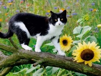 Produktbild: CALVENDO Puzzle Schwarz-wei&szlig;e Katze mit Sonnenblumen | 1000 Teile Lege-Gr&ouml;&szlig;e 64x48cm Foto-Puzzle f&uuml;r gl&uuml;ckliche Stunden