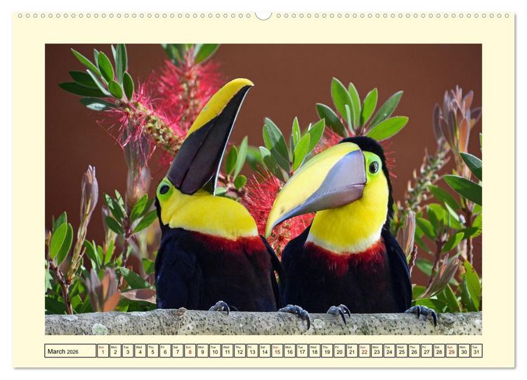 Produktbild: Toucans - clowns of the jungle (Wall Calendar 2026 DIN A2 landscape), CALVENDO 12 Month Wall Calendar
