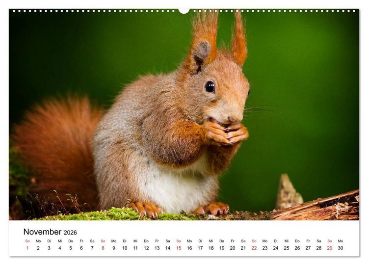 Produktbild: Unsere heimische Tierwelt (Wandkalender 2026 DIN A2 quer), CALVENDO Monatskalender