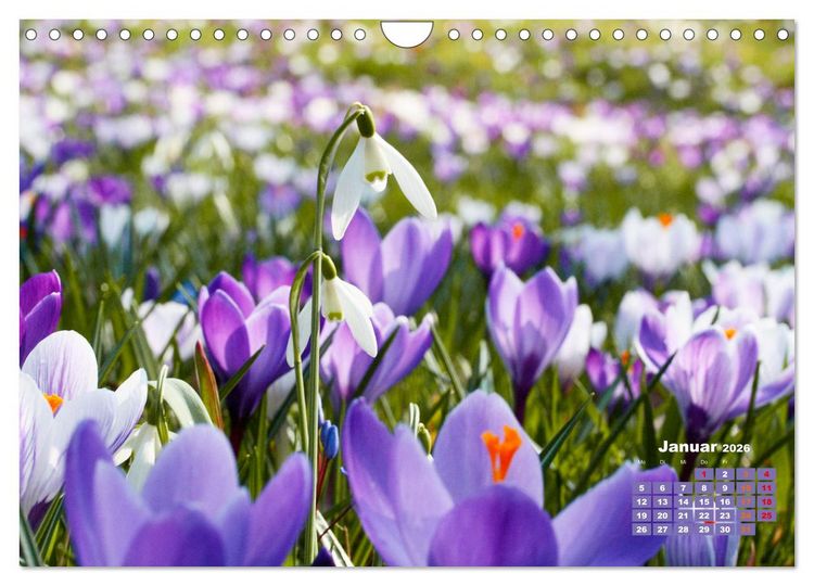 Produktbild: Urlaub im Garten (Wandkalender 2026 DIN A4 quer), CALVENDO Monatskalender