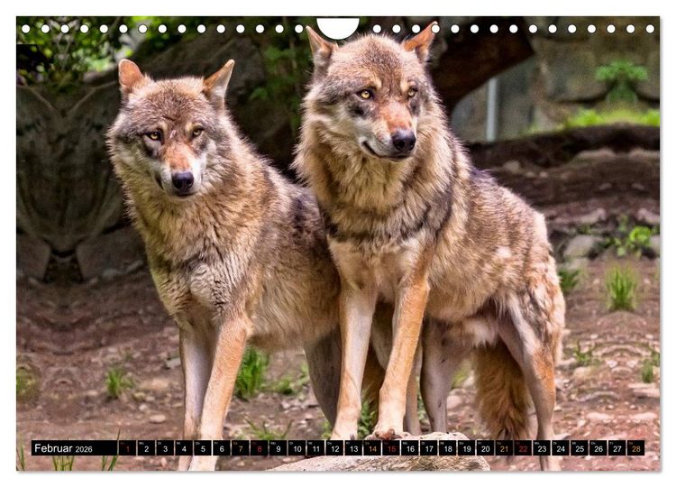 Produktbild: W&ouml;lfe - sie sind wieder da (Wandkalender 2026 DIN A4 quer), CALVENDO Monatskalender