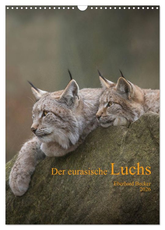 Produktbild: Der eurasische Luchs (Wandkalender 2026 DIN A3 hoch), CALVENDO Monatskalender