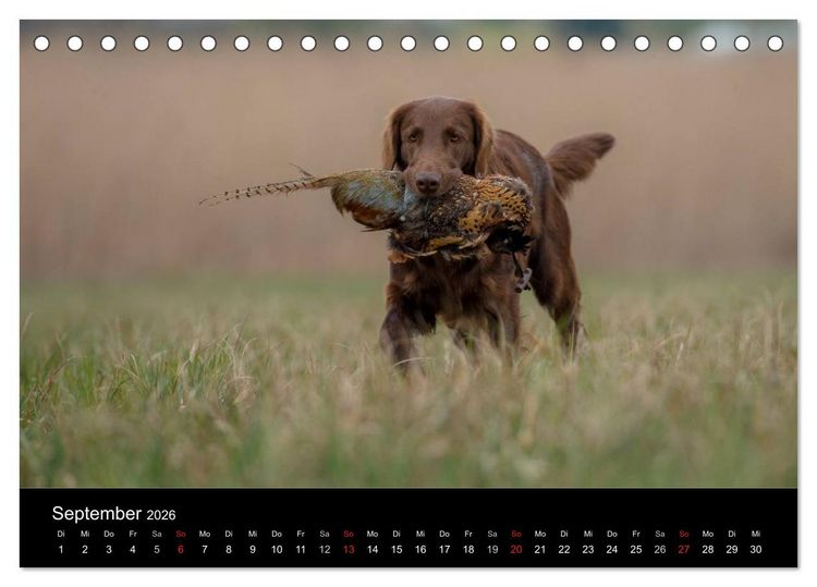 Produktbild: Jagdhunde bei der Arbeit (Tischkalender 2026 DIN A5 quer), CALVENDO Monatskalender