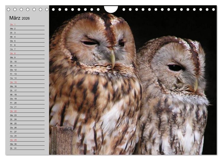 Produktbild: Eulen. W&auml;chter der Nacht (Wandkalender 2026 DIN A4 quer), CALVENDO Monatskalender