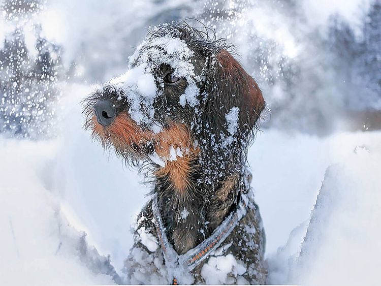 Produktbild: CALVENDO Puzzle Tiberius Brutus vom Schwindauer Land, Rauhaar, Standard, saufarben | 1000 Teile Lege-Gr&ouml;&szlig;e 64x48cm Foto-Puzzle f&uuml;r gl&uuml;ckliche Stunden