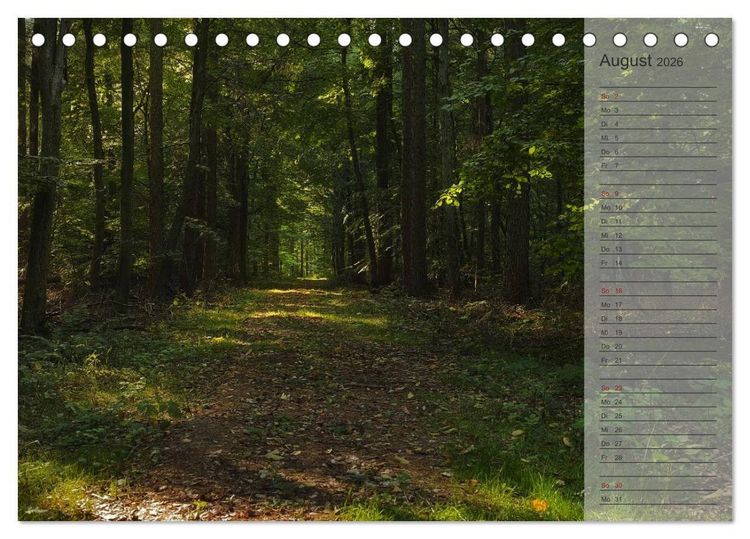 Produktbild: Unser Wald - Magische Sichten in norddeutsche W&auml;lder / Geburtstagskalender (Tischkalender 2026 DIN A5 quer), CALVENDO Monatskalender
