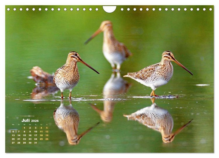 Produktbild: V&ouml;gel in unserer Heimat: Kiebitz, Wiedehopf und Turteltaube (Wandkalender 2026 DIN A4 quer), CALVENDO Monatskalender