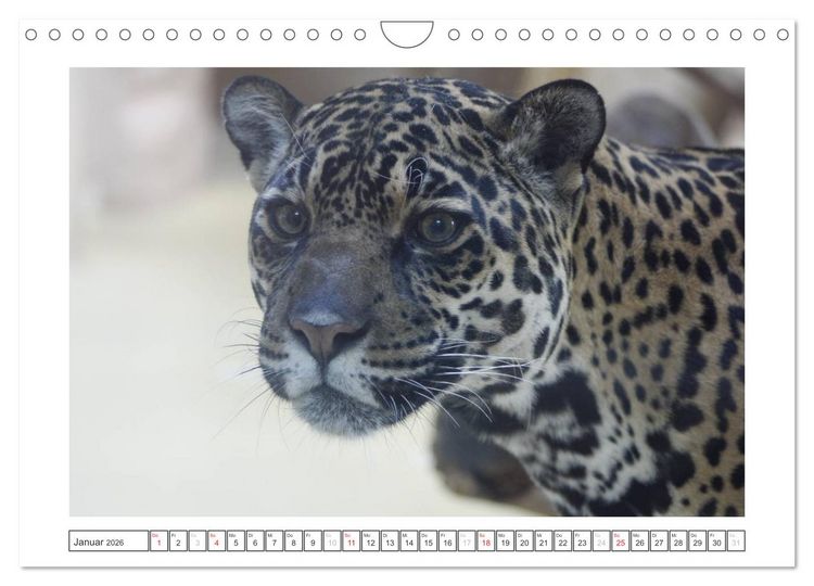Produktbild: Tiere im Zoo (Wandkalender 2026 DIN A4 quer), CALVENDO Monatskalender