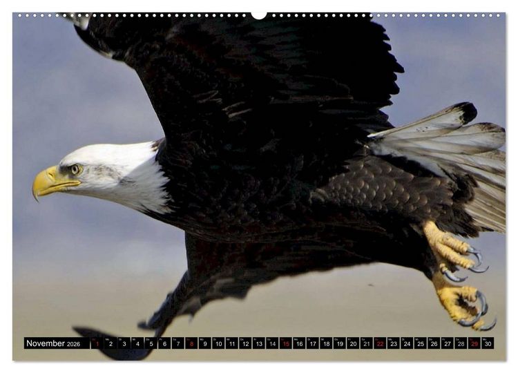 Produktbild: Wei&szlig;kopfseeadler. Symbol der Freiheit (hochwertiger Premium Wandkalender 2026 DIN A2 quer), Kunstdruck in Hochglanz