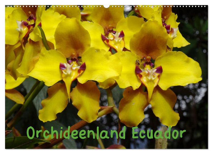 Produktbild: Orchideenland Ecuador (Wandkalender 2026 DIN A2 quer), CALVENDO Monatskalender