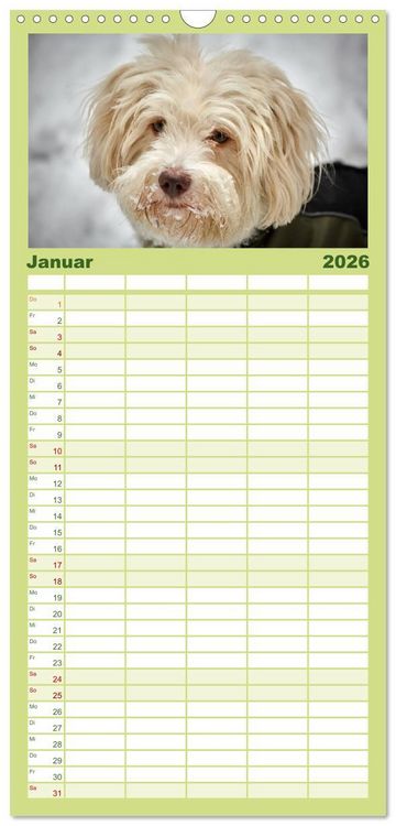 Produktbild: Familienplaner 2026 - Havaneser - Herz aus Gold mit 5 Spalten (Wandkalender, 21 x 45 cm) CALVENDO