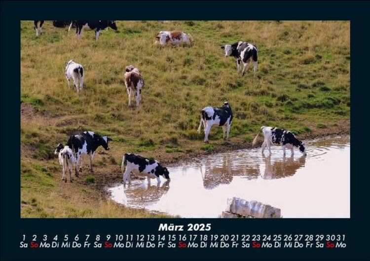 Produktbild: Kuhkalender 2025 Fotokalender DIN A5