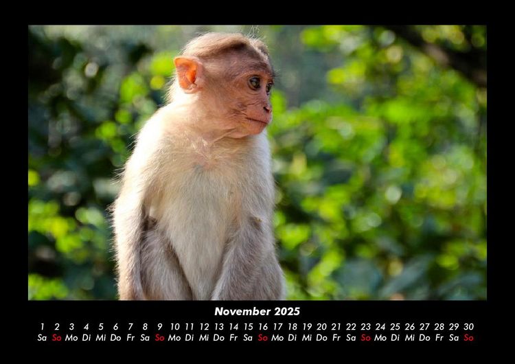 Produktbild: Affen 2025 Fotokalender DIN A3