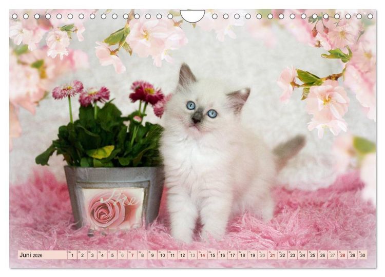 Produktbild: RAGDOLLS Impressionen aus der Kinderstube (Wandkalender 2026 DIN A4 quer), CALVENDO Monatskalender