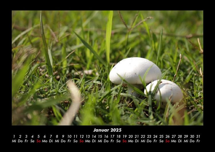 Produktbild: Bilder aus der Natur 2025 Fotokalender DIN A3