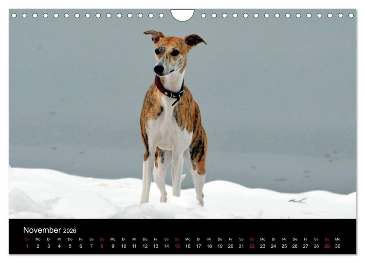 Produktbild: Whippet 2026 (Wandkalender 2026 DIN A4 quer), CALVENDO Monatskalender