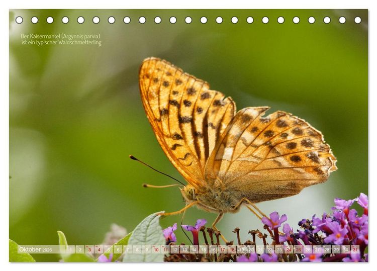Produktbild: Frankens Insekten (Tischkalender 2026 DIN A5 quer), CALVENDO Monatskalender