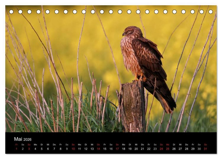 Produktbild: Wiesenweihen in Deutschland (Tischkalender 2026 DIN A5 quer), CALVENDO Monatskalender